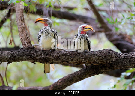 Yellowbilled Calao, deux adultes sur branch, parc national Kruger, Afrique du Sud, Afrique, (Tockus leucomelas) Banque D'Images