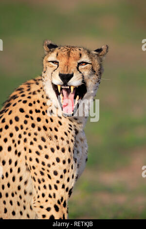 Le guépard, Sabi Sand Game Reserve, parc national Kruger, Afrique du Sud, Afrique, (Acinonyx jubatus) Banque D'Images