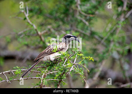 Calao gris, mâle adulte, parc national Kruger, Afrique du Sud, Afrique, (Tockus nasutus) Banque D'Images