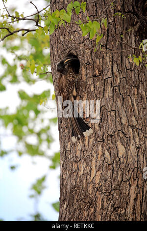 Calao gris, mâle adulte sur arbre à arbre creux, parc national Kruger, Afrique du Sud, Afrique, (Tockus nasutus) Banque D'Images