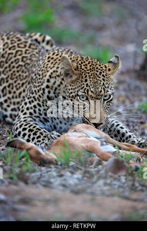 Leopard, Sabi Sand Game Reserve, parc national Kruger, Afrique du Sud, Afrique, (Panthera pardus) Banque D'Images