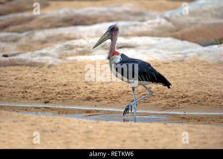 Marabou Stork, adulte, le Parc National de Kruger, Afrique du Sud, d'Afrique, Flamant rose (Phoenicopterus ruber (crumeniferus) Banque D'Images