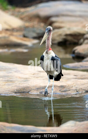 Marabou Stork, adulte, le Parc National de Kruger, Afrique du Sud, d'Afrique, Flamant rose (Phoenicopterus ruber (crumeniferus) Banque D'Images