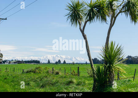 L'île du Sud typique de la route rurale scne avec du chou arbre, l'herbe verte, les lignes électriques et enneigés des montagnes au loin au-delà de Canterbury de terres agricoles. Banque D'Images