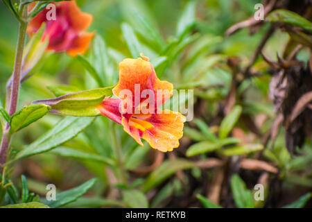 Close up of Sticky Monkey Fleurs (Diplacus aurantiacus), Californie Banque D'Images