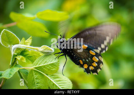 Close up of Pipevine swallowtail (battus philenor) d'un battement de ses ailes alors qu'elle repose sur une plante verte, en Californie Banque D'Images