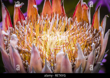 Close up of king PROTEA Protea) (Photo:fleur originaire d'Afrique du Sud Banque D'Images