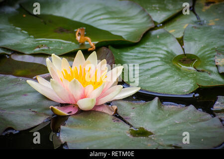 Close up of pink water lily ; feuilles vert foncé à l'arrière-plan Banque D'Images