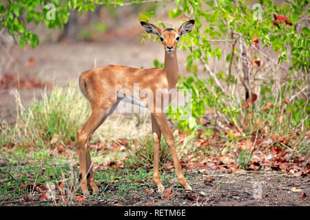 Impala, young, Sabi Sand Game Reserve, parc national Kruger, Afrique du Sud, Afrique, (Aepyceros melampus) Banque D'Images