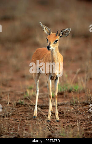 Steenbok, Kruger, mâles adultes Nationalpark, Afrique du Sud, Afrique, (Raphicerus campestris) Banque D'Images