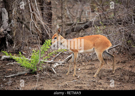 Steenbok, Kruger, femelles adultes Nationalpark, Afrique du Sud, Afrique, (Raphicerus campestris) Banque D'Images