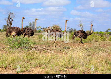 Autruche d'Afrique du Sud, le Parc National de Kruger, femelle adulte, Afrique du Sud, Afrique, (Struthio camelus australis) Banque D'Images