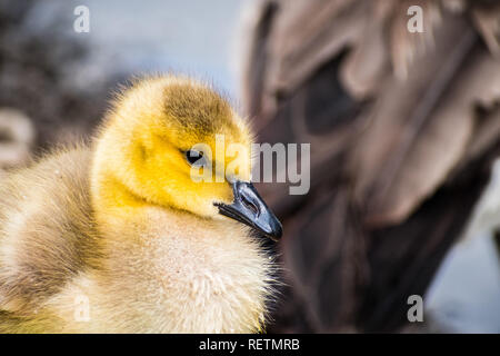 Close up de Bernache du Canada (Branta canadensis) nouvelle naissance poussin, Golden Gate Park, San Francisco, Californie Banque D'Images