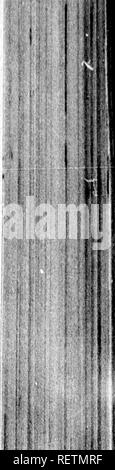. Flora Americae Septentrionalis, ou, un arrangement systématique et description des plantes de l'Amérique du Nord [ressource électronique] : contenant, outre ce qu'ont été décrits par les auteurs précédents, de nombreuses nouvelles et les espèces rares, recueillies pendant douze ans voyages et de séjour dans ce pays. La botanique. i ! '4 ELEANORA DE CASTILLE. 423 était maintenant une belle jeune femme de vingt, dont le caractère à l'incertitude de la fortune avait certainement donné une favoiu-capable de partialité. Le prince a transmis son épouse restaurée à St John's, Smithfield, après un magnifique accueil par les citoyens. Afterwardi Eleanora supprimé Banque D'Images