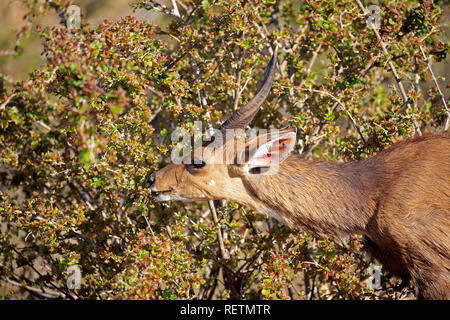 Bushbuck, Imbabala, mâle adulte, parc national Kruger, Afrique du Sud, Afrique, (Tragelaphus sylvaticus) Banque D'Images
