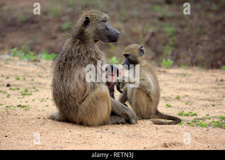 Babouin Chacma, parc national Kruger, Afrique du Sud, Afrique, (Papio ursinus) Banque D'Images