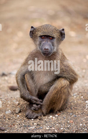 Babouin Chacma, parc national Kruger, Afrique du Sud, Afrique, (Papio ursinus) Banque D'Images