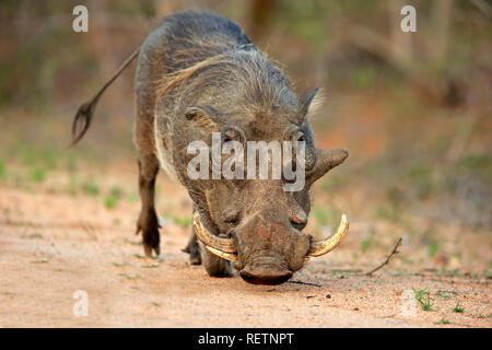 Phacochère, parc national Kruger, Afrique du Sud, Afrique, (Phacochoerus aethiopicus) Banque D'Images