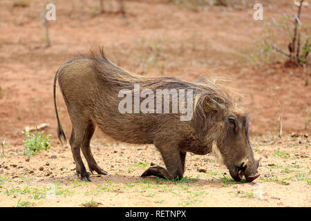 Phacochère, parc national Kruger, Afrique du Sud, Afrique, (Phacochoerus aethiopicus) Banque D'Images