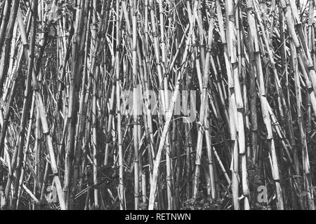 'À sec', Arundo donax canne commune en noir et blanc Banque D'Images