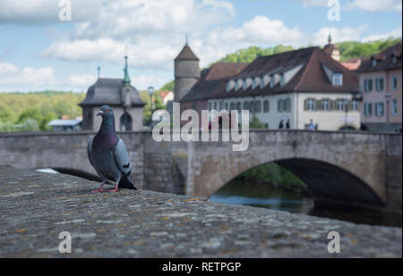 Pigeon, schwaebisch hall, région Hohenlohe, Bade-Wurtemberg, Allemagne, Heilbronn-Franconia, (Columba livia domestica) Banque D'Images