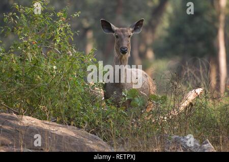 Cerfs Sambar (Rusa unicolor ou Cervus unicolor), Pench National Park, Madhya Pradesh, Inde Banque D'Images