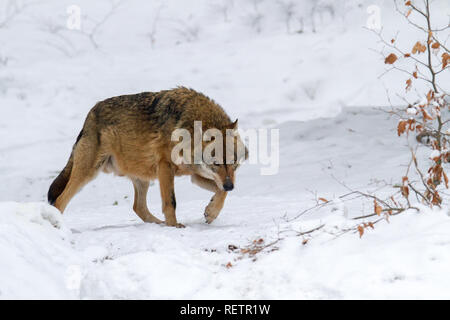 Loup gris (Canis lupus lupus) sur la neige dans la forêt Banque D'Images