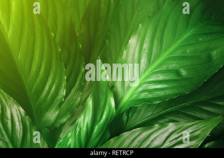 Feuilles vertes background,mise en page créative faite de feuilles vertes. Mise à plat. Concept de la nature. Banque D'Images