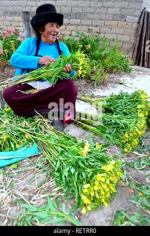Harvest Astromelias lys - communauté paysanne dans Humacchuco - Parc National Huascaran. Département d'Ancash au Pérou. Banque D'Images