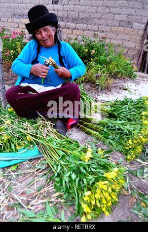Harvest Astromelias lys - communauté paysanne dans Humacchuco - Parc National Huascaran. Département d'Ancash au Pérou. Banque D'Images