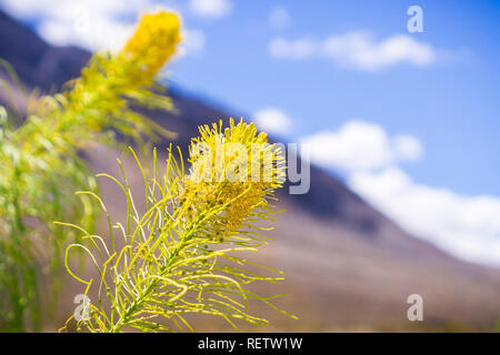 Prince's plume (Stanleya pinnata) fleurissent dans Death Valley National Park, Californie Banque D'Images