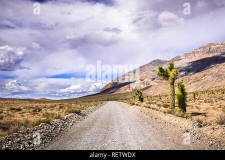 Joshua arbres croissant sur le côté d'une route non revêtue par l'intermédiaire d'un secteur éloigné de la Death Valley National Park, California Banque D'Images