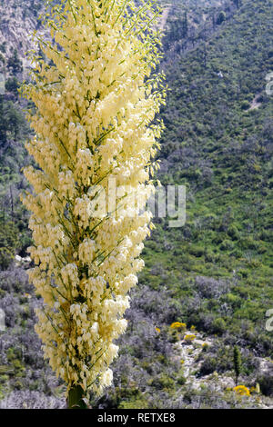 Hesperoyucca whipplei Yucca (Chaparral) fleurissent dans les montagnes, Angeles National Forest ; Los Angeles County, Californie Banque D'Images