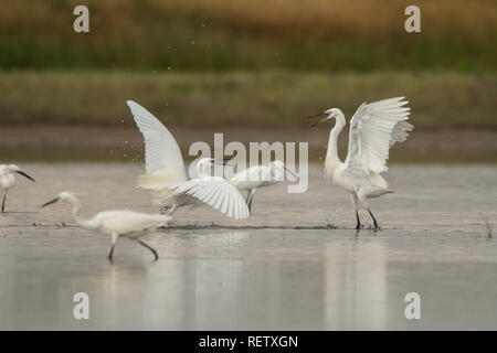 L'Aigrette garzette Egretta garzetta / Banque D'Images