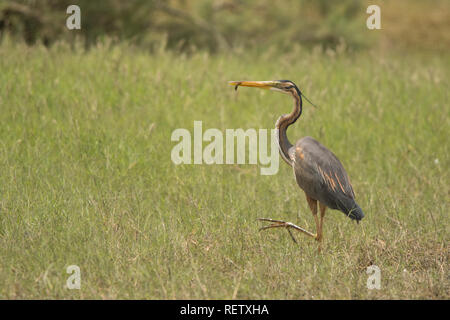 Héron pourpré Ardea purpurea / Banque D'Images