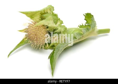 Chardon (Cirsium oleraceum chou), Blossom, plante médicinale Banque D'Images