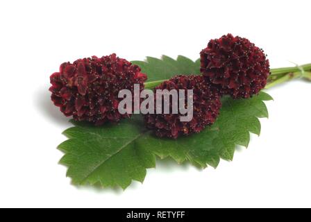 Pimprenelle (Sanguisorba officinalis), plante médicinale Banque D'Images