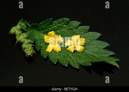 Sticklewort (Agrimonia eupatoria), plante médicinale Banque D'Images