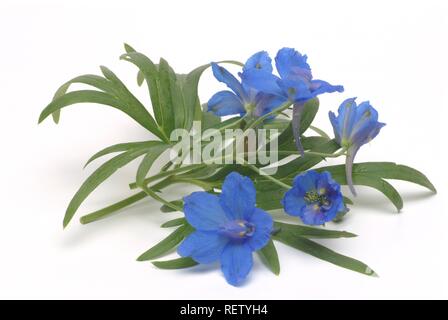 Forking (Consolida regalis, Larkspur Delphinium consolida, Speronelle consolida), plante médicinale Banque D'Images