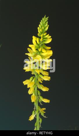 Mélilot jaune (Melilotus officinalis), plante médicinale Banque D'Images