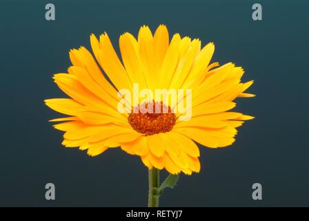 Souci officinal (Calendula officinalis), plante médicinale Banque D'Images