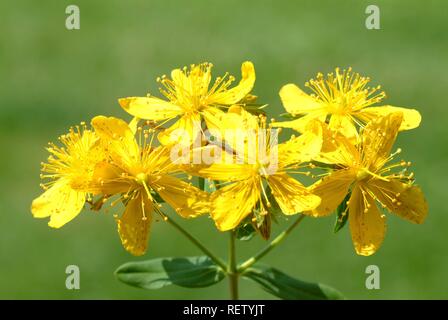 Le millepertuis (Hypericum perforatum), Blossom, plante médicinale Banque D'Images