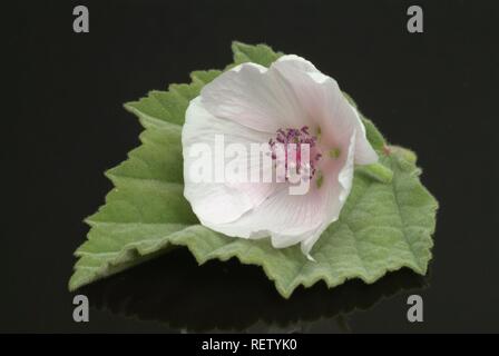 Marsh Mallow (Althaea officinalis), plante médicinale Banque D'Images