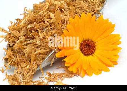 Souci officinal (Calendula officinalis) Banque D'Images