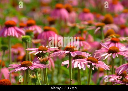 L'Est de l'échinacée (Echinacea purpurea), plante médicinale Banque D'Images