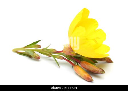 L'onagre (Oenothera biennis), plante médicinale Banque D'Images