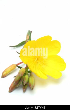 L'onagre (Oenothera biennis), plante médicinale Banque D'Images