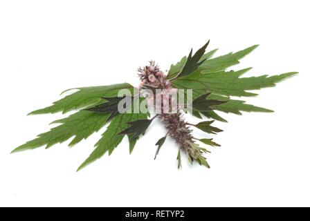 Agripaume (Leonurus cardiaca, Cardiaca comune), plante médicinale Banque D'Images