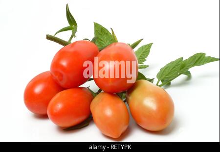 Tomates de San Marzano italien Banque D'Images