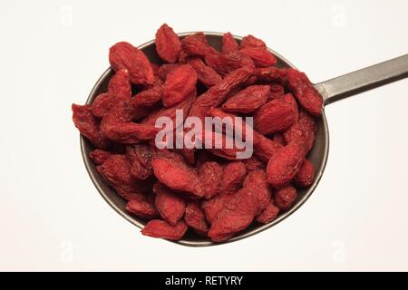 Wolfberries (Lycium barbarum), d'une épicerie et de plantes médicinales Banque D'Images